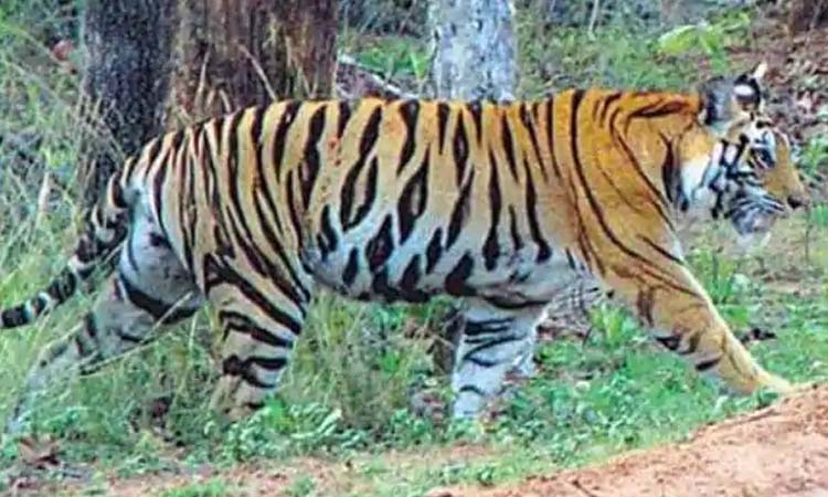 Forest Department Maharashtra | the tiger zone will be declared from satara in the western ghats to sindhudurg