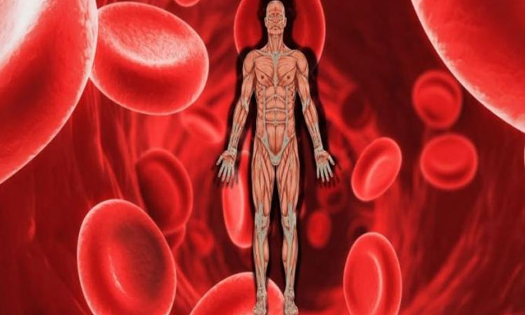 Anemia | increase blood with 7 iron rich foods that can prevent you anemia and iron deficiency how to increase blook
