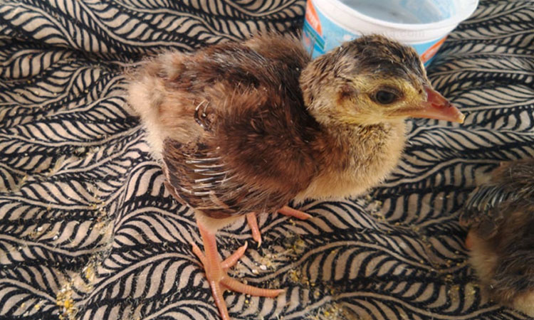 Pune News | landor chicks get life incubator first incident country peacocks born in incubators Ela Foundation Pingori ETTC