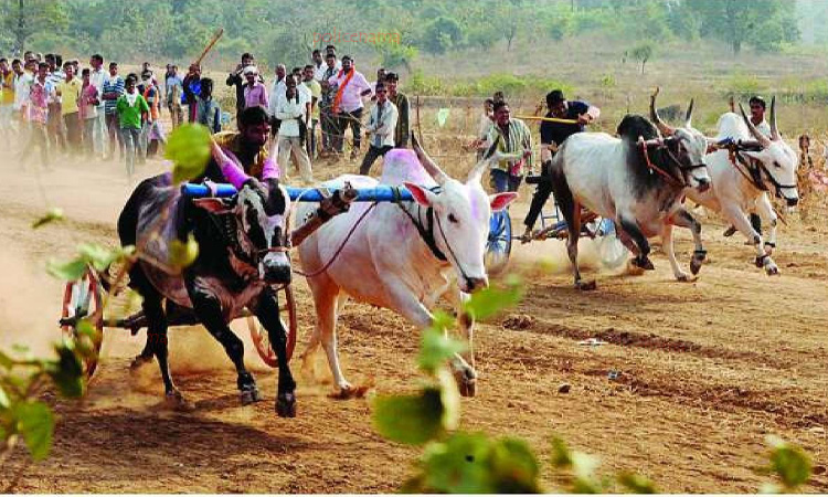 Bullock Cart Race In Maharashtra | bullock cart race important hearing in supreme court bailgada sharyat guidelines maharashtra