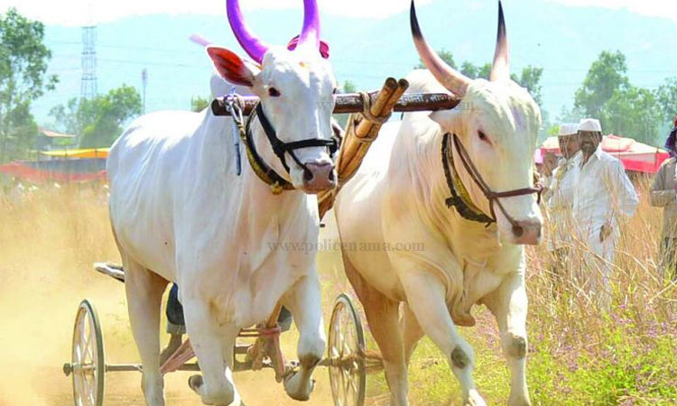 Bullock cart race in Maharashtra | Supreme Court give conditional permission after 7 years to bullock cart race in maharashtra thackeray government