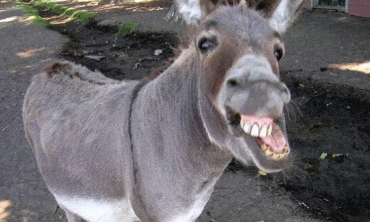 Crime News | theft 70 donkeys owner door police now police are searching donkeys streets crime news