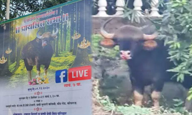 Indian Bison Pune | Indian Bison came pune last year had died Sachin Dhankude facebook live