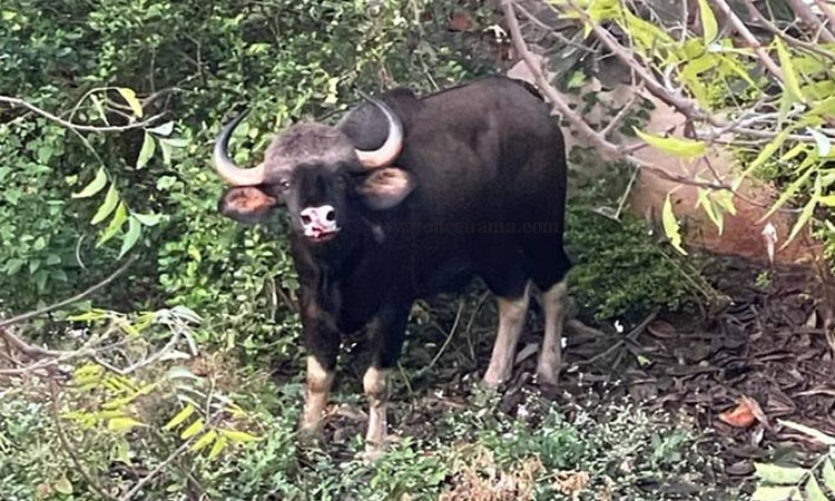 Indian Bison Pune | Mumbai high court finds death Indian Bison animal kothrud area pune