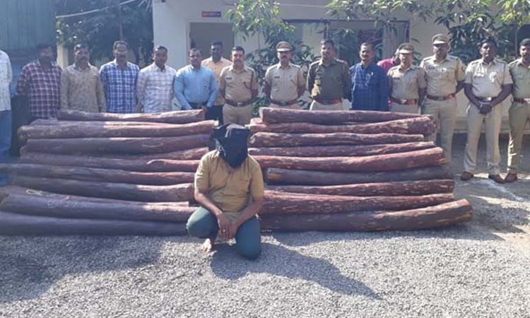 Sangli Crime sangli sandalwood worth rs 2 5 crore seized in miraj