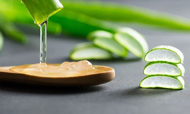 Aloe Vera Uses And Side Effects | these 5 side effects occurred to women after using aloe vera know the side effects and method of use of aloe vera
