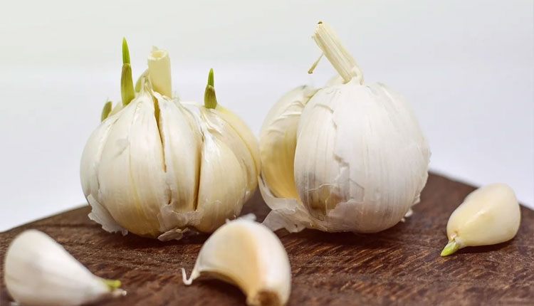 Garlic Health Benefits | sprouted garlic benefits for health