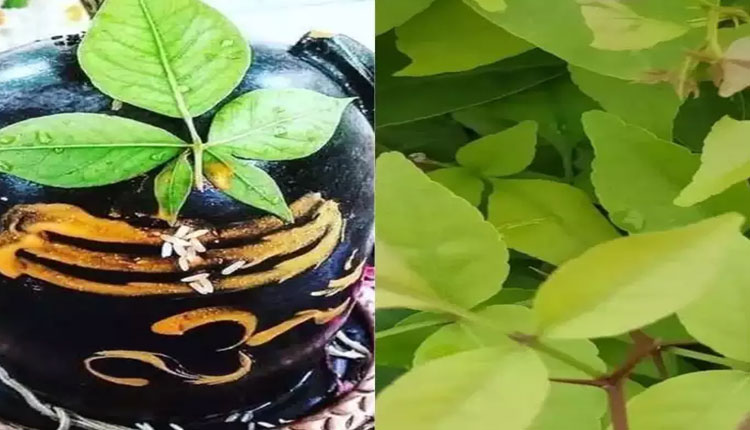 Mahashivratri 2022 | mahashivratri know 5 surprising health benefits of chew bel patra or bilva leaves