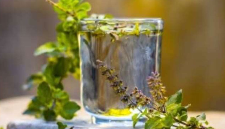 Tulsi Water Benefits | try tulsi water every morning to lose weight fast