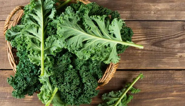 Diabetes Diet | diabetes diet these 2 green leaves are tremendous to control sugar level in diabetes kale spinach and cabbage benefits for diabetes