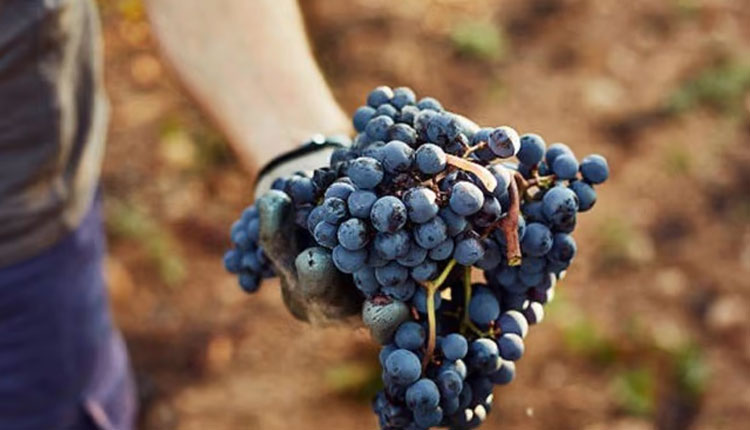 Benefits Of Grapes | grape fruit benefits for health angoor angur khanyache fayde