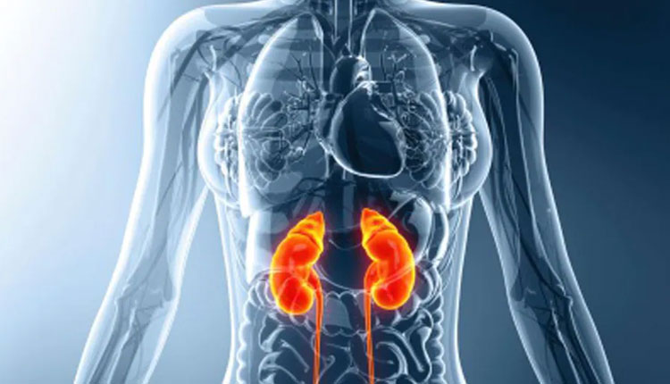 Kidney Disease | renal diet foods to avoid if you have kidneys problem