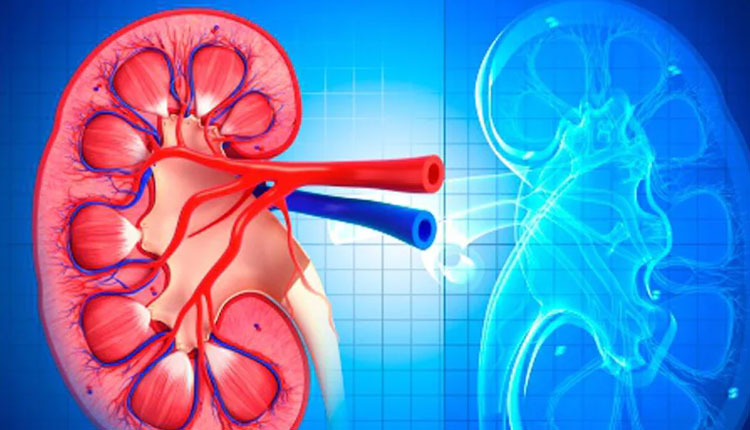 Daily Habits Harm Yours Kidneys | daily habits that can harm your kidneys