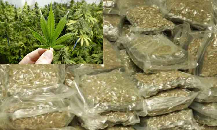 Pune Wakad Crime | Ganja is sold in Mhatobanagar in Wakad like vegetables; A case has been registered against six women, including four women sellers