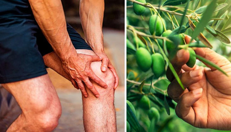 Knee Pain | knee pain natural treatment painkiller olive leaf extract can reduce knee pain how can i get rid of knee pain