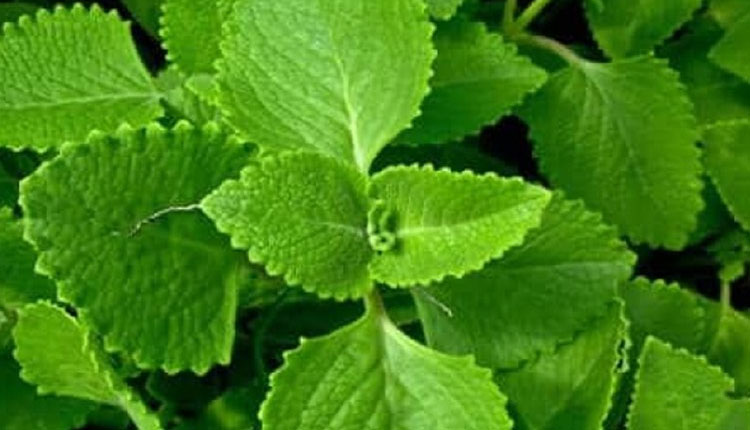 Remedy For Joint Pain | ajwain leaves help in joint pain controlling sugar level beneficial for diabetics