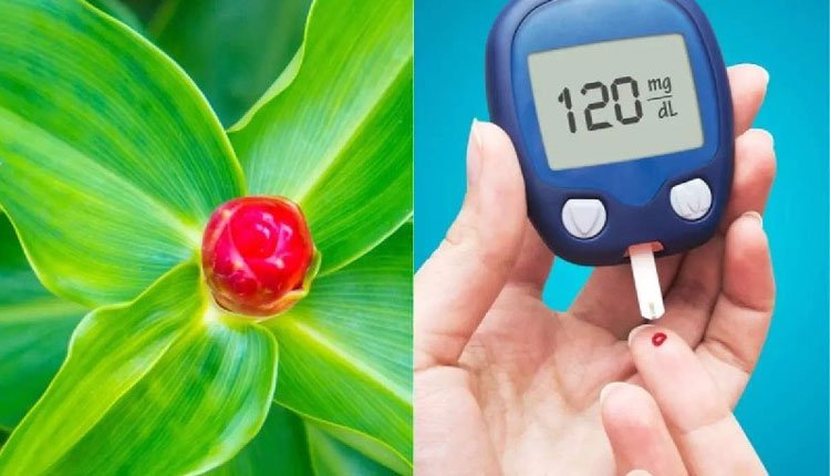 Insulin Plant For Diabetes | according to report publish in ncbi insulin plant can lower blood sugar level in diabetes patients naturally