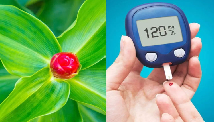 Insulin Plant For Diabetes | according to report publish in ncbi insulin plant can lower blood sugar level in diabetes patients naturally