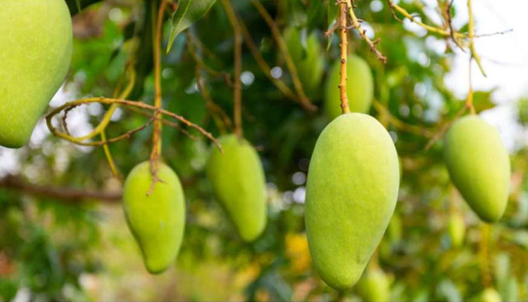 Mango Leaves For Diabetes | mango leaves is very effective for diabetes patients know how to use it