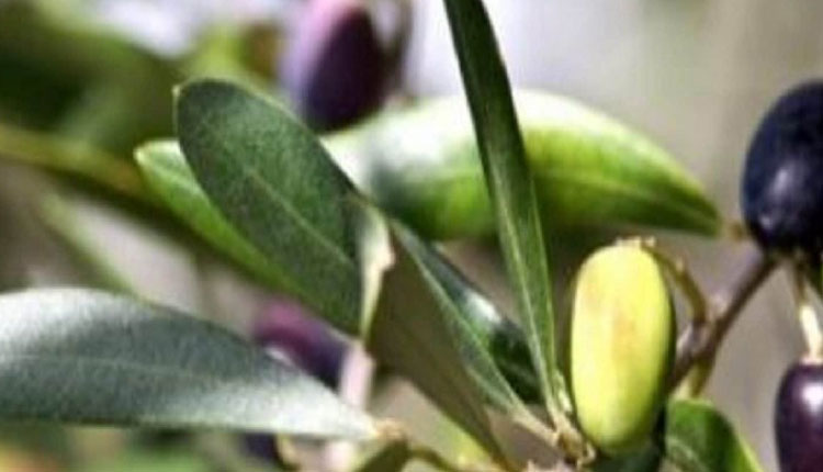 Control Blood Sugar | drink olive leaves kadha to control blood sugar benefits of olive leaves kadha