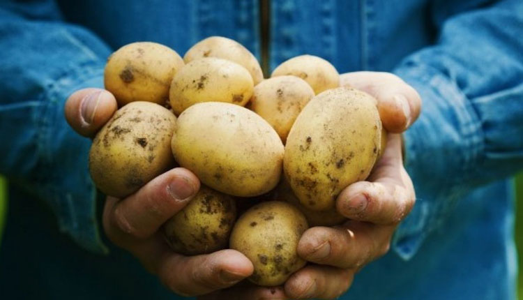 Green Sprouted And Shrunken Potatoes | dangerous side effects of eating green sprouted and shrunken potatoes