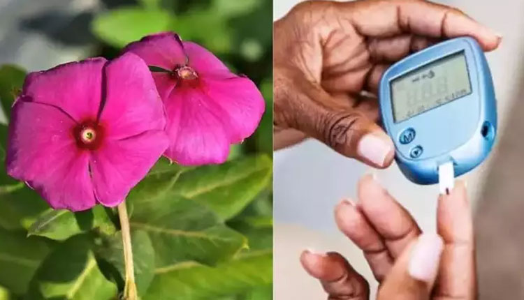 Ayurveda For Diabetes | 4 ayurvedic herbs powder that can control blood sugar level in diabetic patients naturally