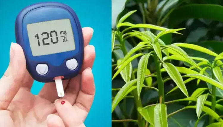 Blood Sugar Level Control | according to ayurveda and medical research these 5 types of leaves can lower blood sugar level in diabetics and increase insulin level