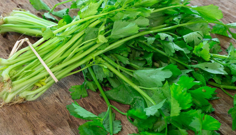 Coriander Leaves Benefits | use coriander leaves in this way to get rid of wrinkles and pigmentation