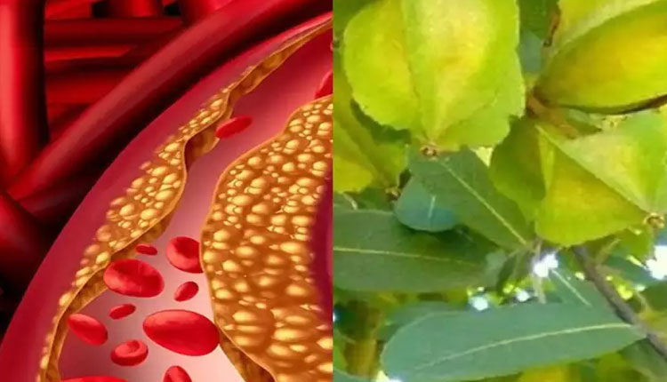 Herbs For Cholesterol | according to ayurveda expert 8 indian herbs and spices that can manage cholesterol level naturally