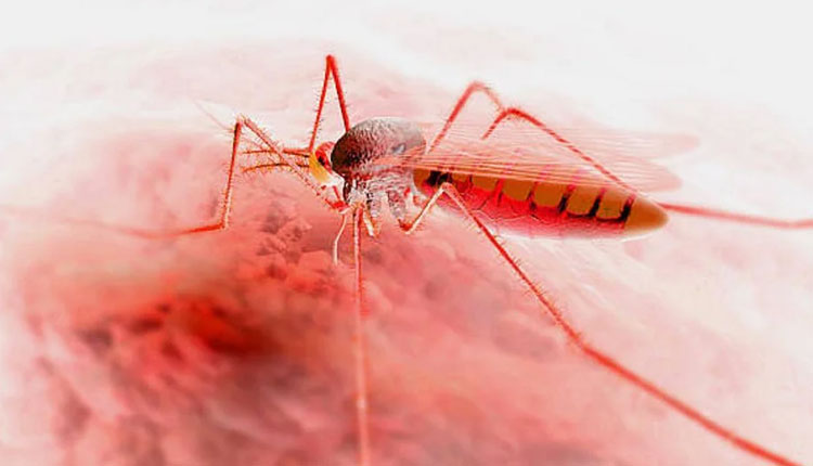 Malaria | symptoms causes preventions of mosquito borne disease Malaria