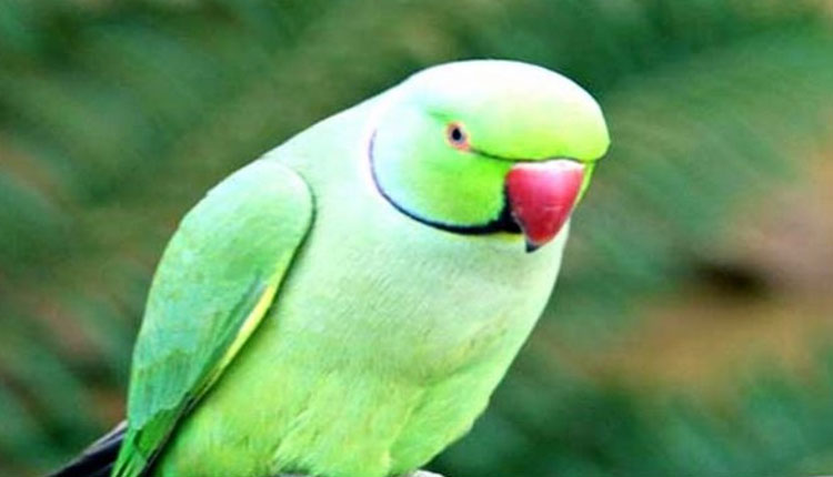 Pune Crime | Pune Police Crime Branch arrests one who trying to sell 3 hill parrots and 123 lovebirds