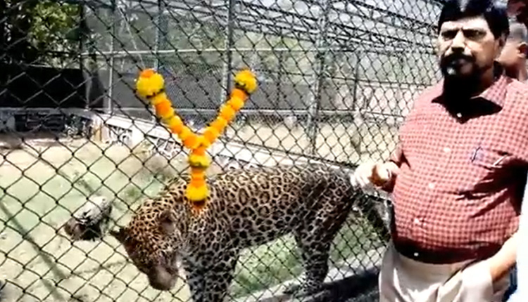 Ramdas Athawale Adopts Leopard | Union minister ramdas athawale adopts leopard from mumbai named rhythm heavy