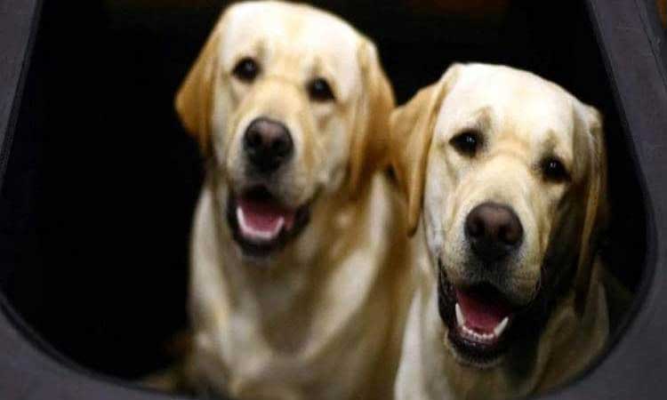 Pune Crime | Annoying! The 11-year-old boy was kept at home by his parents with 22 dogs; As soon as he came out, the boy started behaving like a dog, the incident in Pune