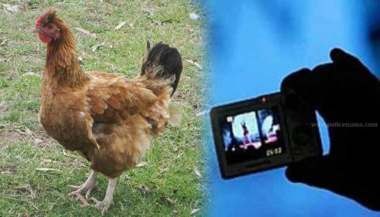 Pune Pimpri Crime | cruelty culminates uploaded video of having objectionable things with a chicken bird filing a case against the boy