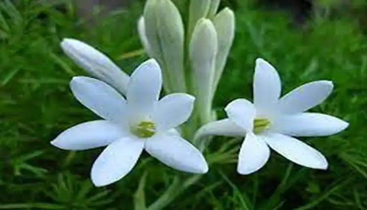 Business Idea | business idea start tuberose farming rajanigandha flower earning lakh rupees know how to start