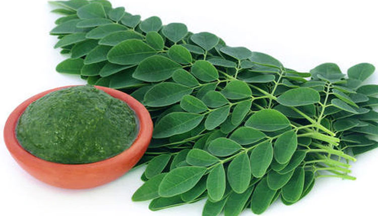 Benefits Of Drumstick Leaves | Drumstick leaf beneficial in diabetes heart bp and cancer must include in your diet
