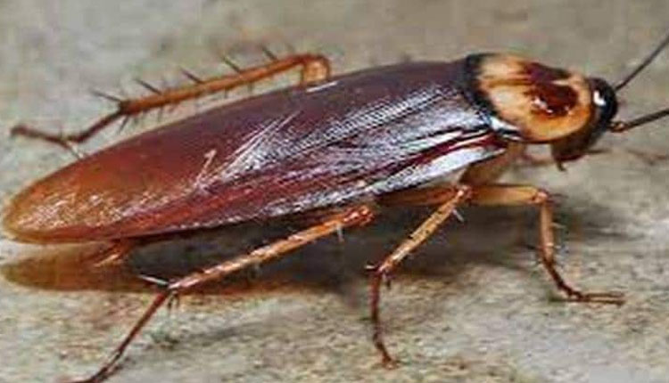 Pest Control us company the pest informer pest control method 100 cockroaches offers 1 5 lakh rupees check details