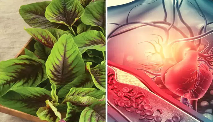 Cholesterol-Blood Sugar | nutritionist shared anti aging amaranth leaves are good for cholesterol sugar and cancer