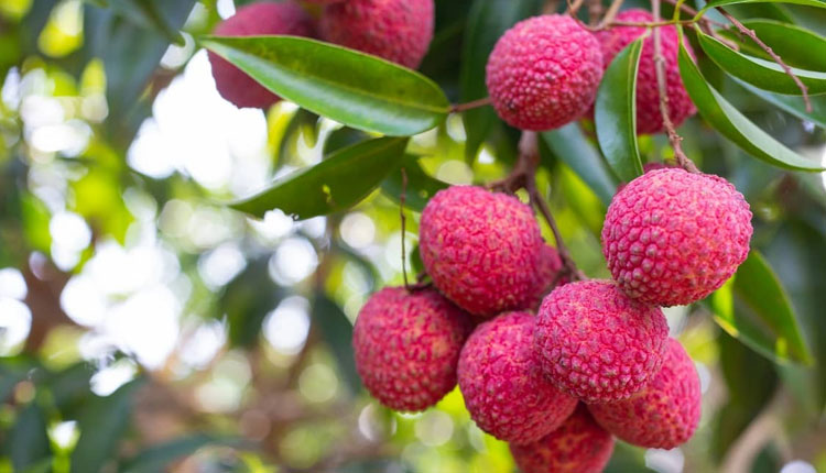 Blood Sugar | blood sugar litchi can be beneficial for diabetic patients know the right way to consume it