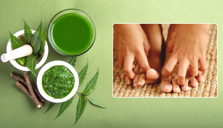 Neem Leaves | how to use neem leaves to cure fungal infection in marathi