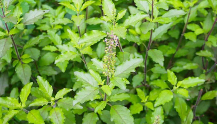 Tulsi che Fayde | tulsi che fayde benefits of tulsi leaves how to consume tulsi leaves