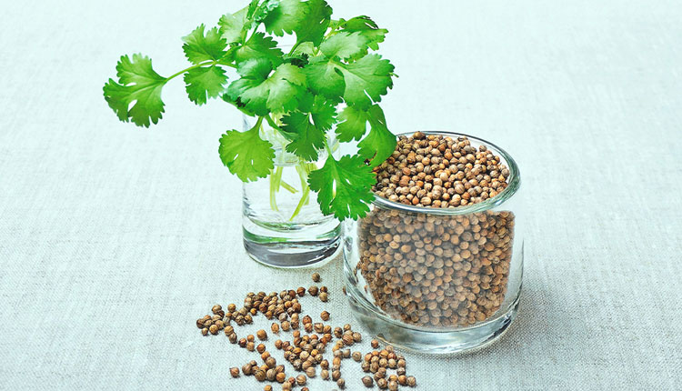 Coriander Seeds | coriander seeds benefits for skin dhaniya patte beej natural home remedies coriander leaves face pack azup