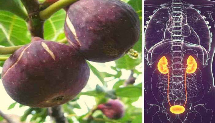 Bedu Health Benefits | pm modis mann ki baat medicinal himalayan fig or bedu is favorite fruit of narendra modi helps to prevent cancer to cholesterol