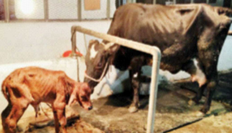 Native Cow Test Tube Baby | test tube baby of a native cow was done for the first time pune news