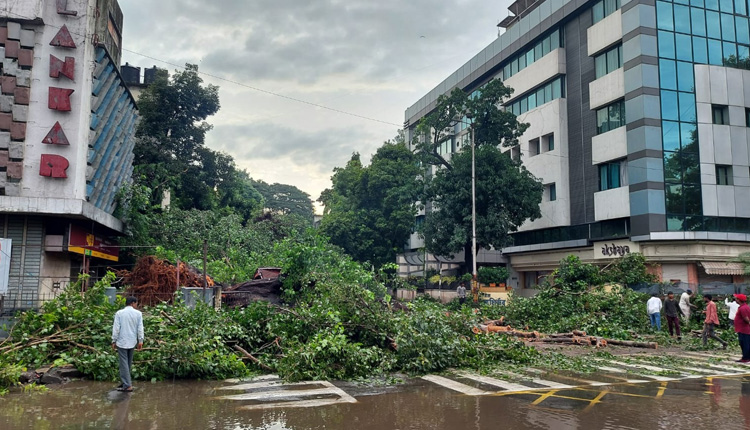 Pune Rain | Trees fell at 14 places due to rain in Pune; Gas line broken, electric short circuit incidents at 7 places