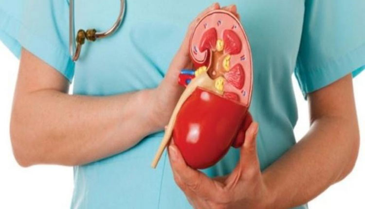 Kidney Disease Home Remedies | kidney disease home remedies punarnava therapy helps reduce pathological damage of kidneys