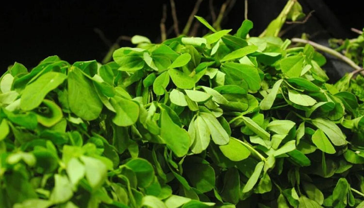 Fenugreek-Methi Leaves Benefits | fenugreek-methi-leaves-benefit-diabetes-winter-methi
