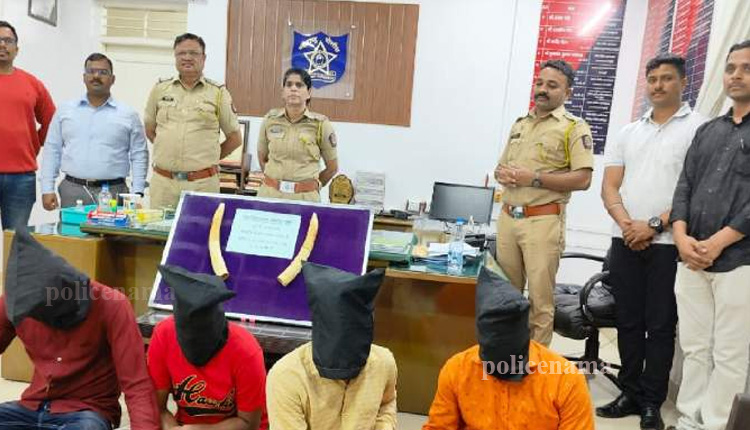 Sangli Crime | kavthemahankal police arrested a gang of four who smuggled ivory ivory worth twenty lakhs seized