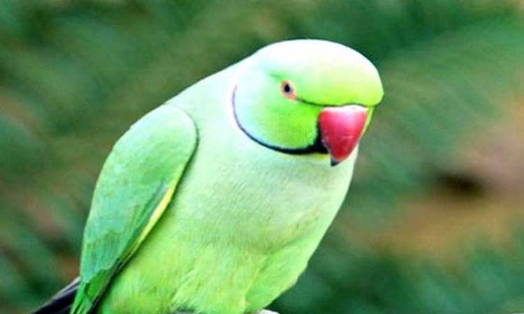 Pune Crime | What can you say... one lakh rupees lost due to the sound of a parrot