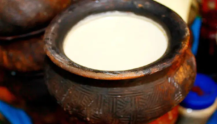 Curd | why making curd in earthen clay pot is better than steel or aluminum bowl know the reason
